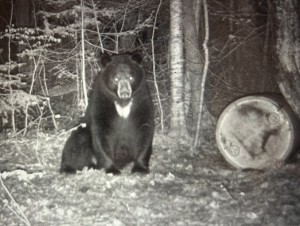 Spring Bear